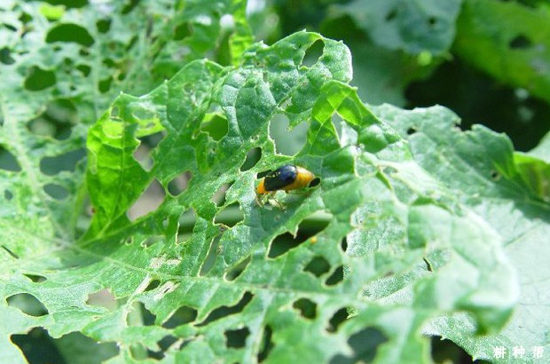 甜瓜怎么防治黄足黑守瓜？附图片