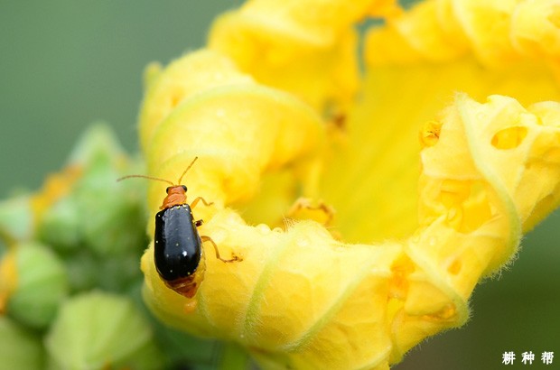 甜瓜怎么防治黄足黑守瓜？附图片
