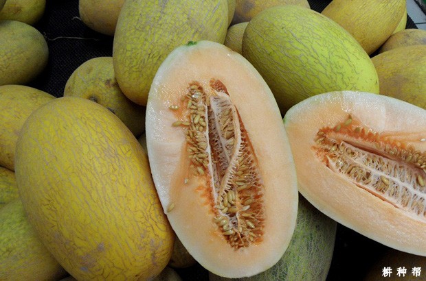 吃哈密瓜会上火吗？