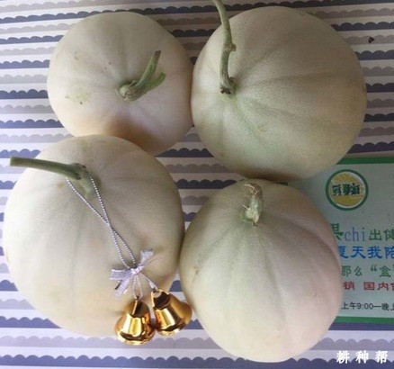 白元首厚皮甜瓜品种好不好？