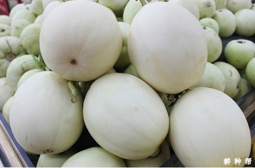 白元首厚皮甜瓜品种好不好？