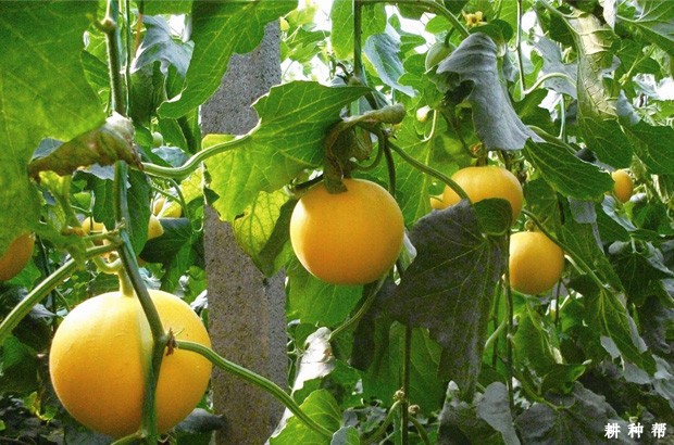 伊丽莎白厚皮甜瓜品种好不好？