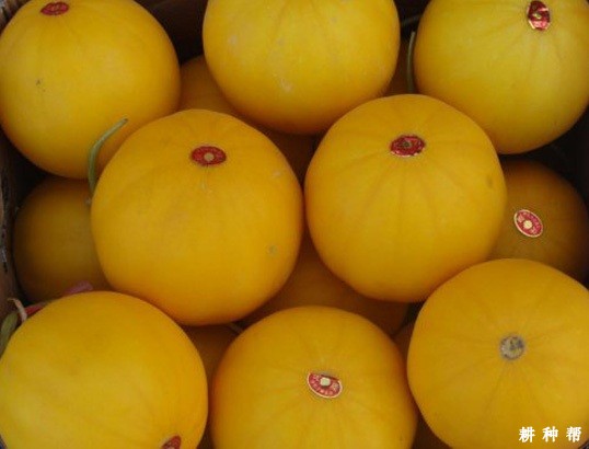 伊丽莎白厚皮甜瓜品种好不好？