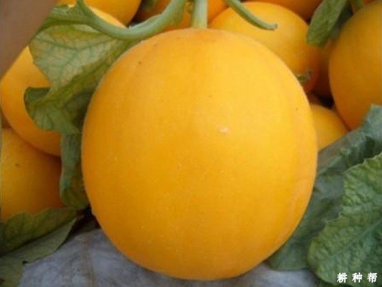 伊丽莎白厚皮甜瓜品种好不好？