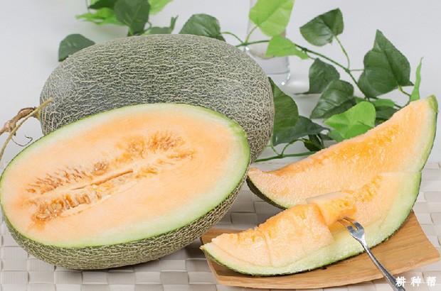 哈密瓜属于热性还是凉性水果？