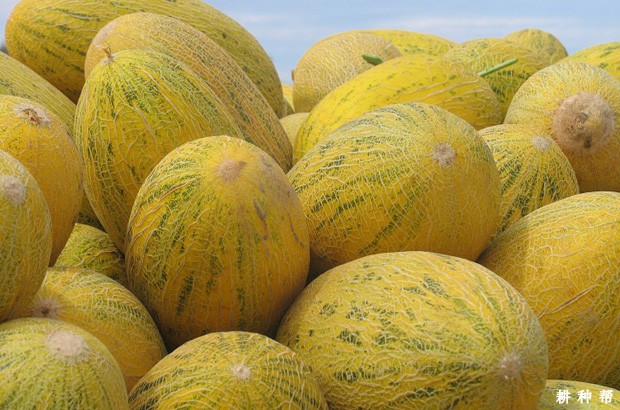 哈密瓜如何挑选？