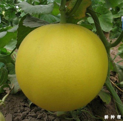 甜9号厚皮甜瓜品种好不好？