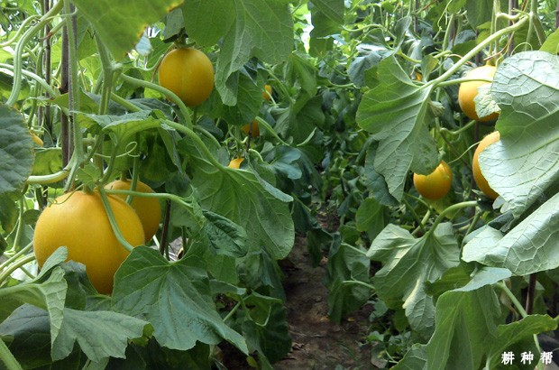 甜9号厚皮甜瓜品种好不好？