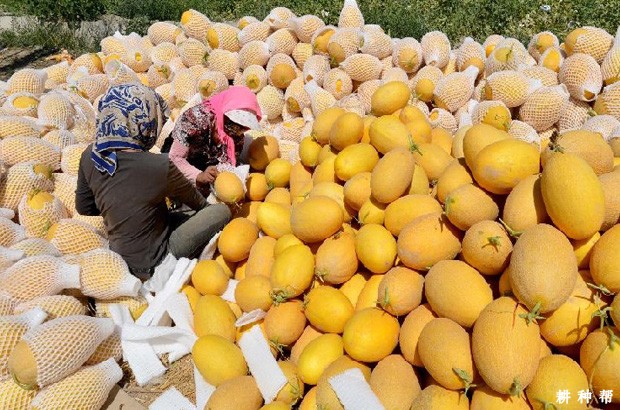 哈密瓜如何挑选？