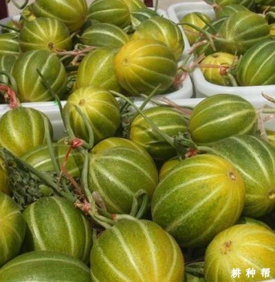 丰雷厚皮甜瓜品种好不好？