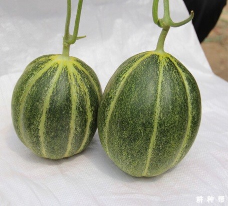 丰雷厚皮甜瓜品种好不好？