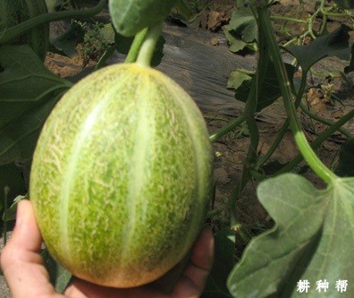 丰雷厚皮甜瓜品种好不好？