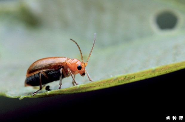 甜瓜如何防治黄足黄守瓜？附图片