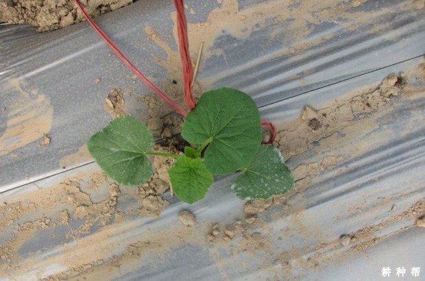 如何判断甜瓜生长是否正常？