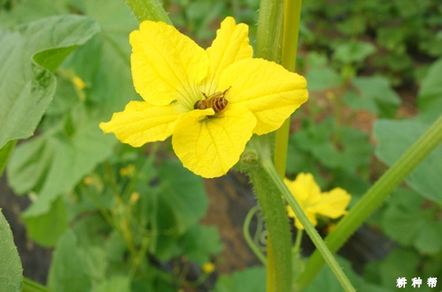 如何判断甜瓜生长是否正常？