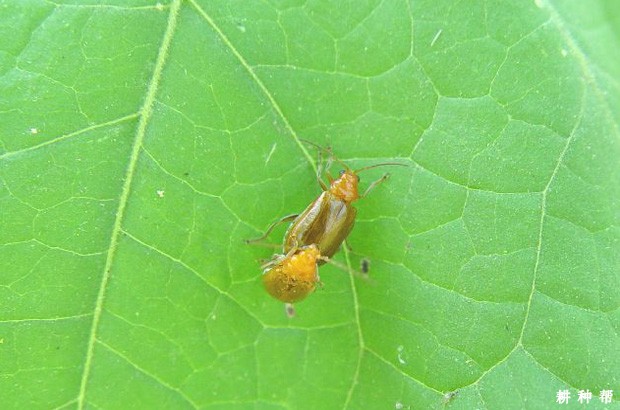 甜瓜如何防治黄足黄守瓜？附图片