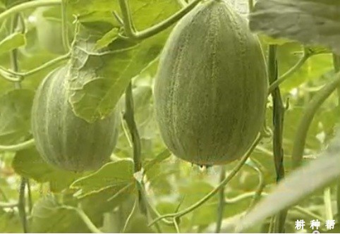 元首厚皮甜瓜品种好不好？