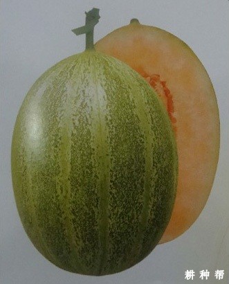 元首厚皮甜瓜品种好不好？