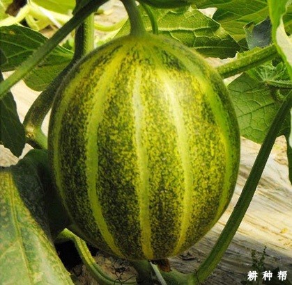 元首厚皮甜瓜品种好不好？