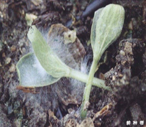 甜瓜苗猝倒病有什么药防治？附图片