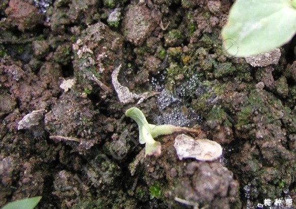 甜瓜苗猝倒病有什么药防治？附图片