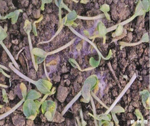 甜瓜苗猝倒病有什么药防治？附图片