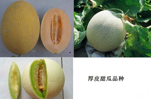 厚皮甜瓜与薄皮甜瓜有什么区别？