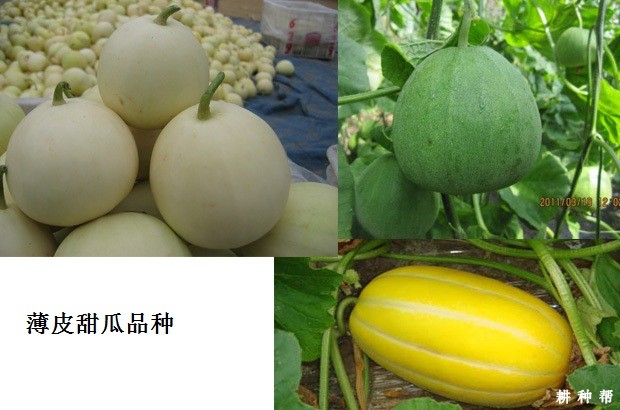 厚皮甜瓜与薄皮甜瓜有什么区别？