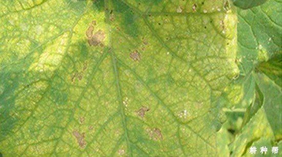 甜瓜红蜘蛛如何防治？附图片
