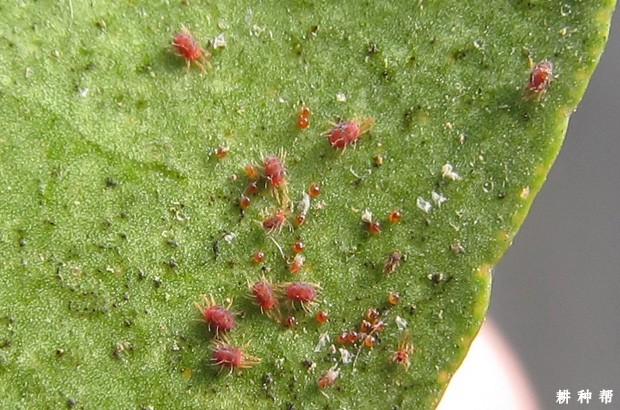 甜瓜红蜘蛛如何防治？附图片