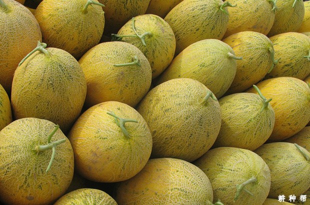 哈密瓜有哪些功效与作用？