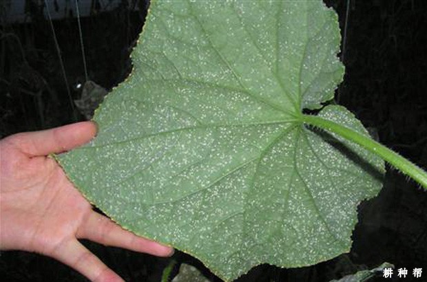 甜瓜白粉虱如何防治？附图片