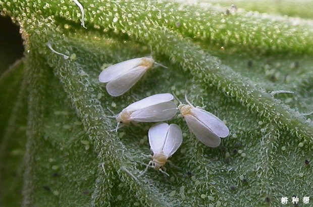甜瓜白粉虱如何防治？附图片