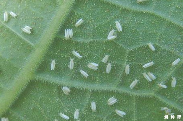 甜瓜白粉虱如何防治？附图片