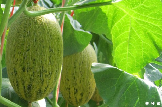 孕妇适合吃哈密瓜吗？