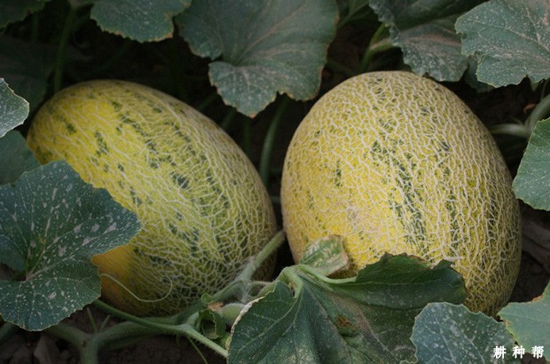 孕妇适合吃哈密瓜吗？