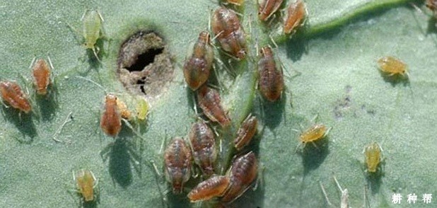 甜瓜瓜蚜如何防治？附图片