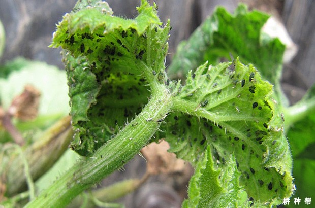 甜瓜瓜蚜如何防治？附图片