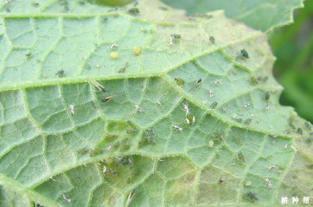 甜瓜瓜蚜如何防治？附图片