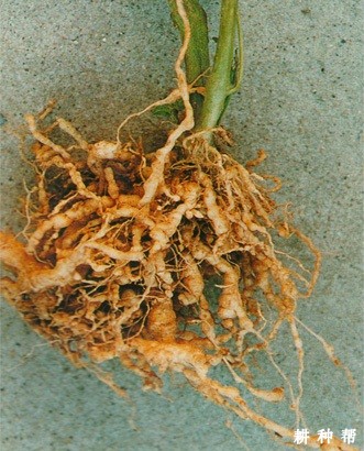 根结线虫病如何防治？附图片