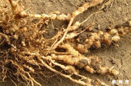 根结线虫病如何防治？附图片
