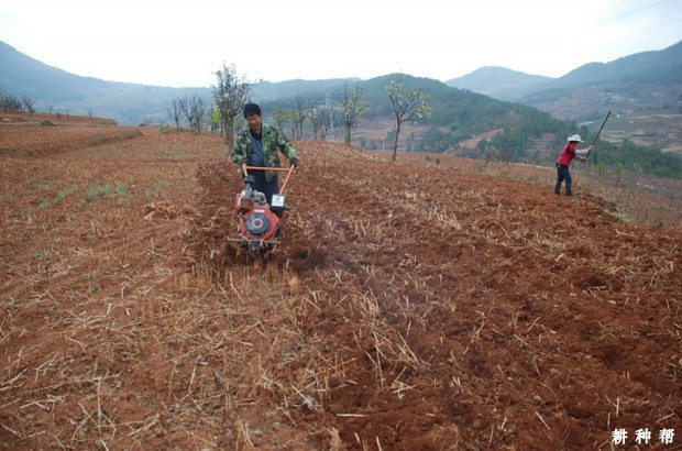  蓝莓种植前要做什么准备？