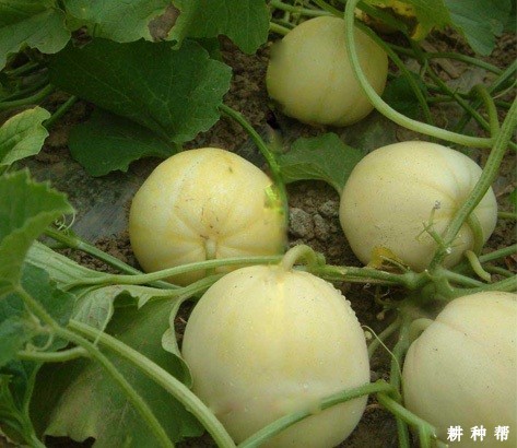 日本甜宝薄皮甜瓜品种好不好？