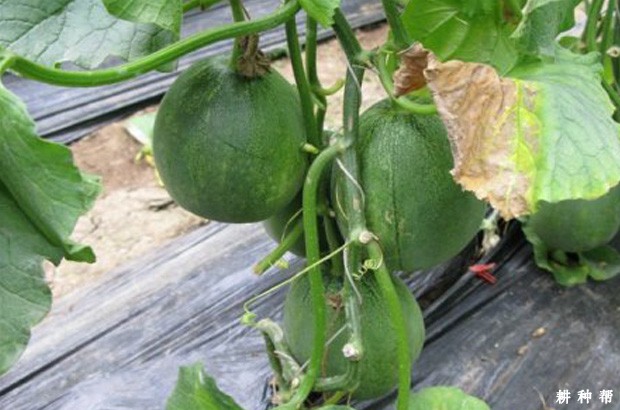 日本甜宝薄皮甜瓜品种好不好？
