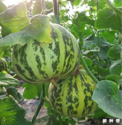 花蕾薄皮甜瓜品种好不好？