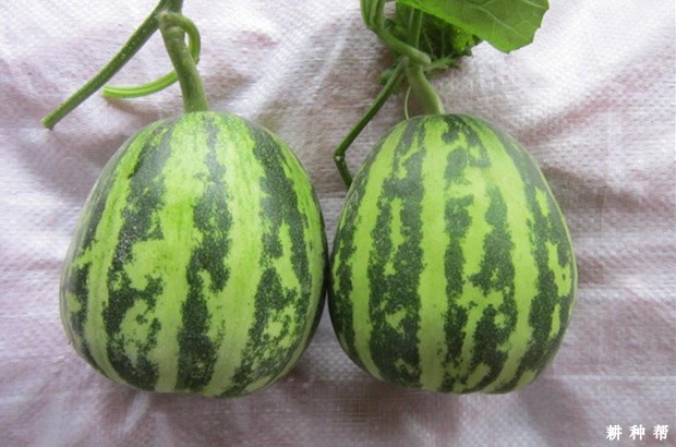 花蕾薄皮甜瓜品种好不好？