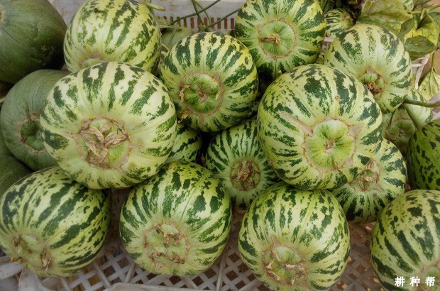 花蕾薄皮甜瓜品种好不好？