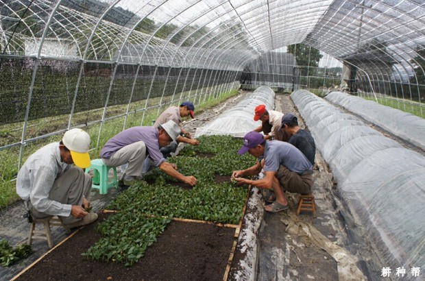 蓝莓育苗技术：如何采用嫩枝扦插育苗？