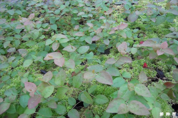 蓝莓育苗技术：如何采用嫩枝扦插育苗？