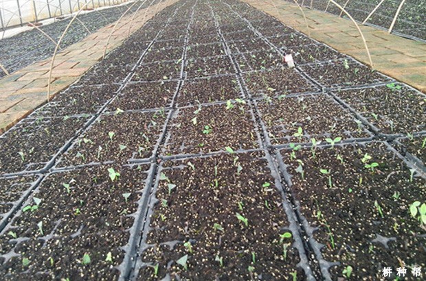 蓝莓育苗技术：如何采用嫩枝扦插育苗？